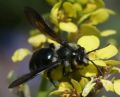 Andrena agilissima